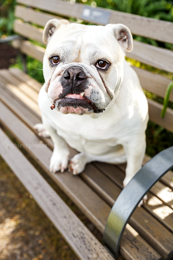 white british bulldog with underbite sitting on bench at park