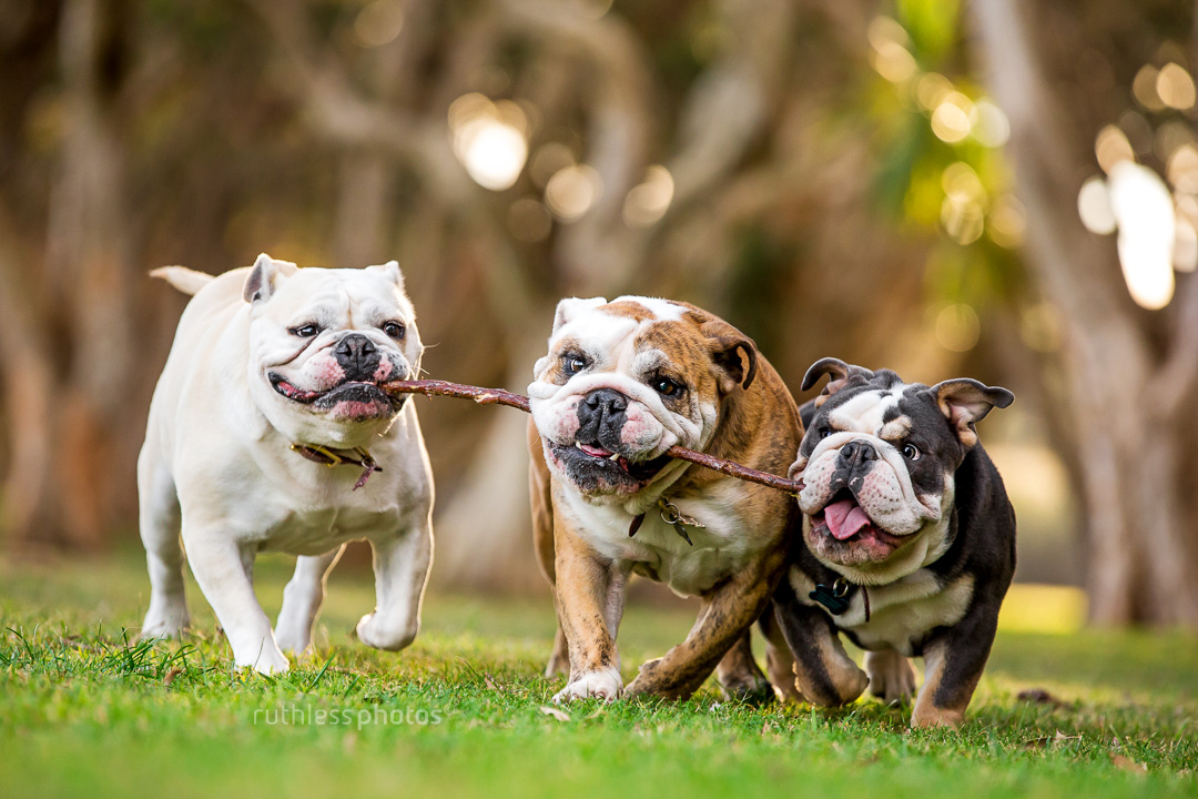 three british bulldogs running in park with a stick