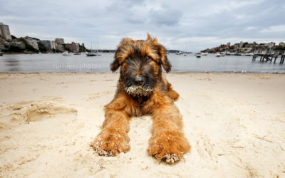 Brian the Briard – Sydney Puppy Photos