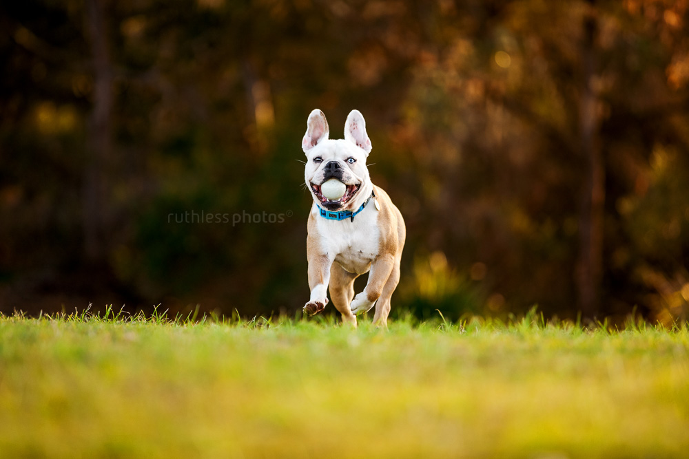 frenchie running in park with ball in mouth