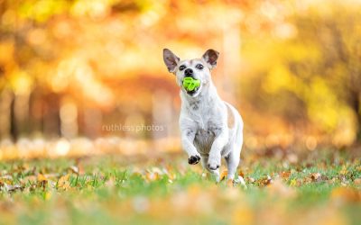 Autumn 2020 sessions – Canberra Dog Photos