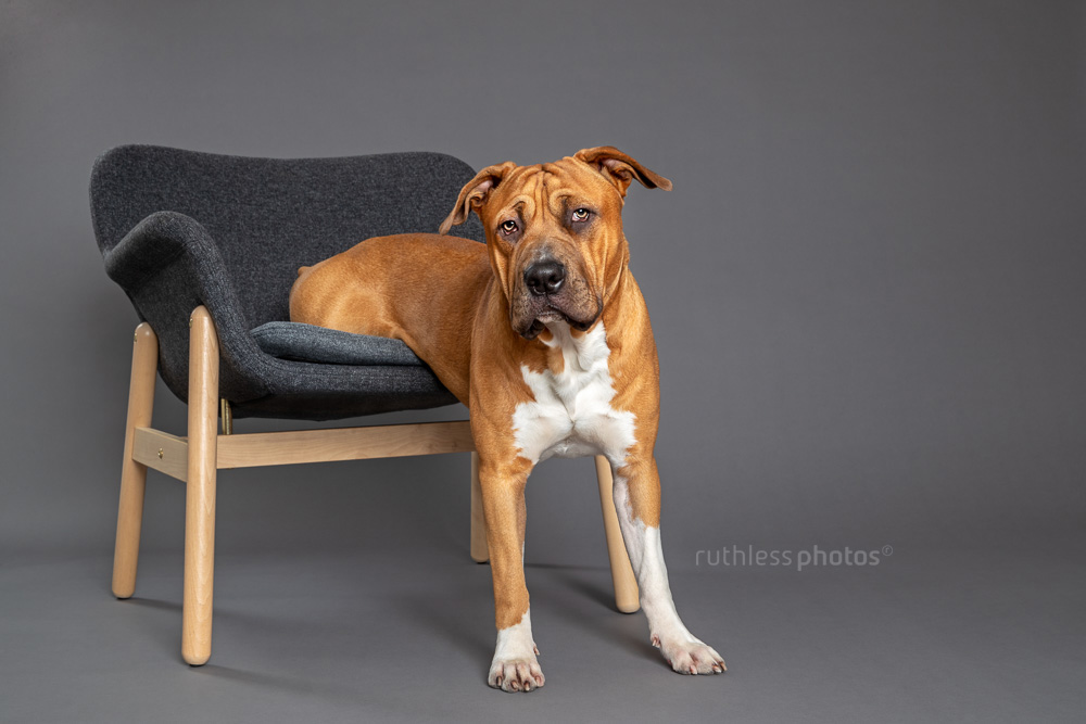 blocky dog in a half sit half stand on a grey chair