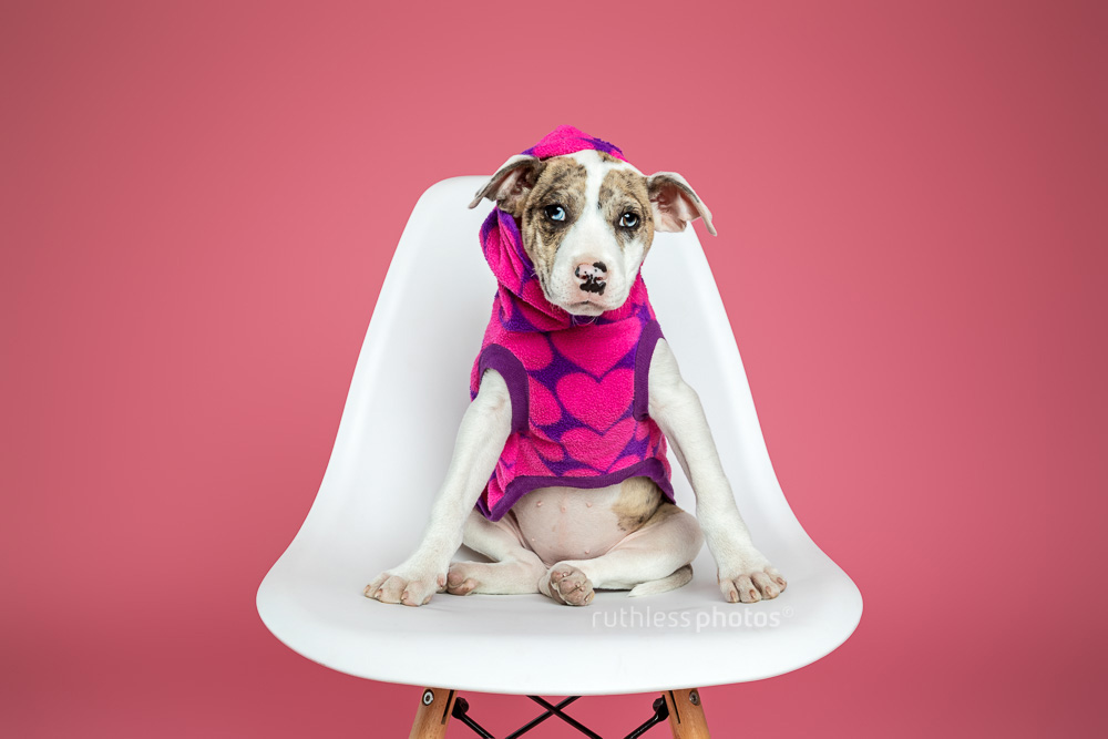 merle bull arab type puppy wearing hoodie sitting on white chair against pink background