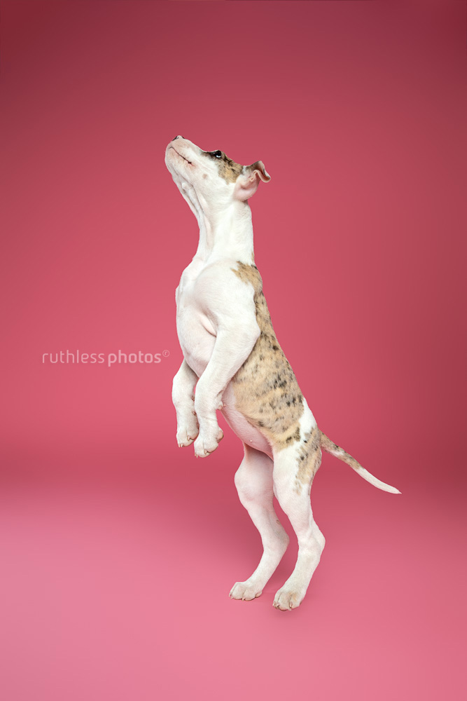 merle bull arab type puppy jumping against pink background