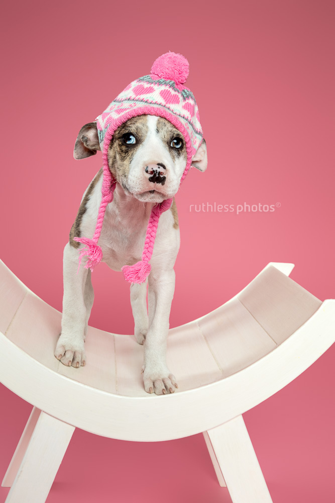 merle bull arab type puppy wearing pink beanie while standing on white curved bench against pink background