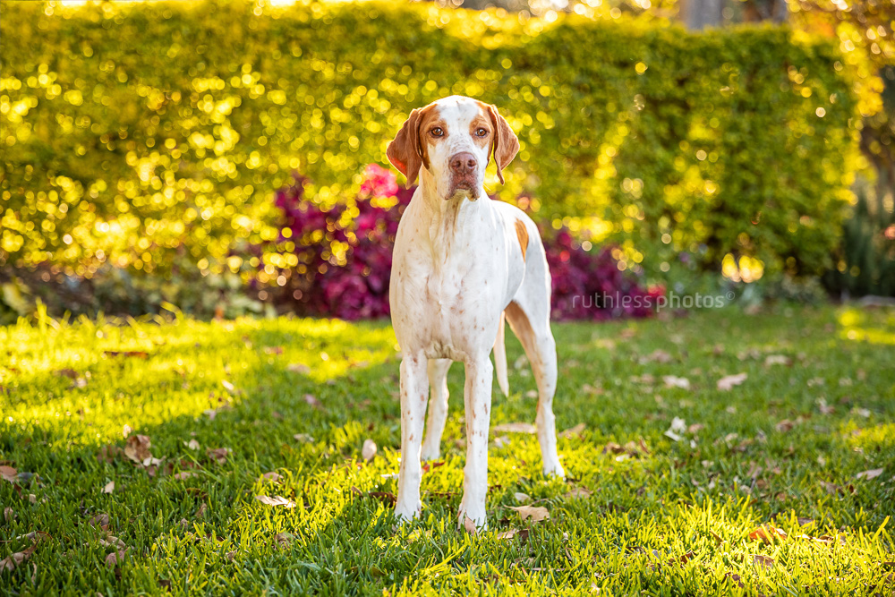 english pointer dog standing in park backlit