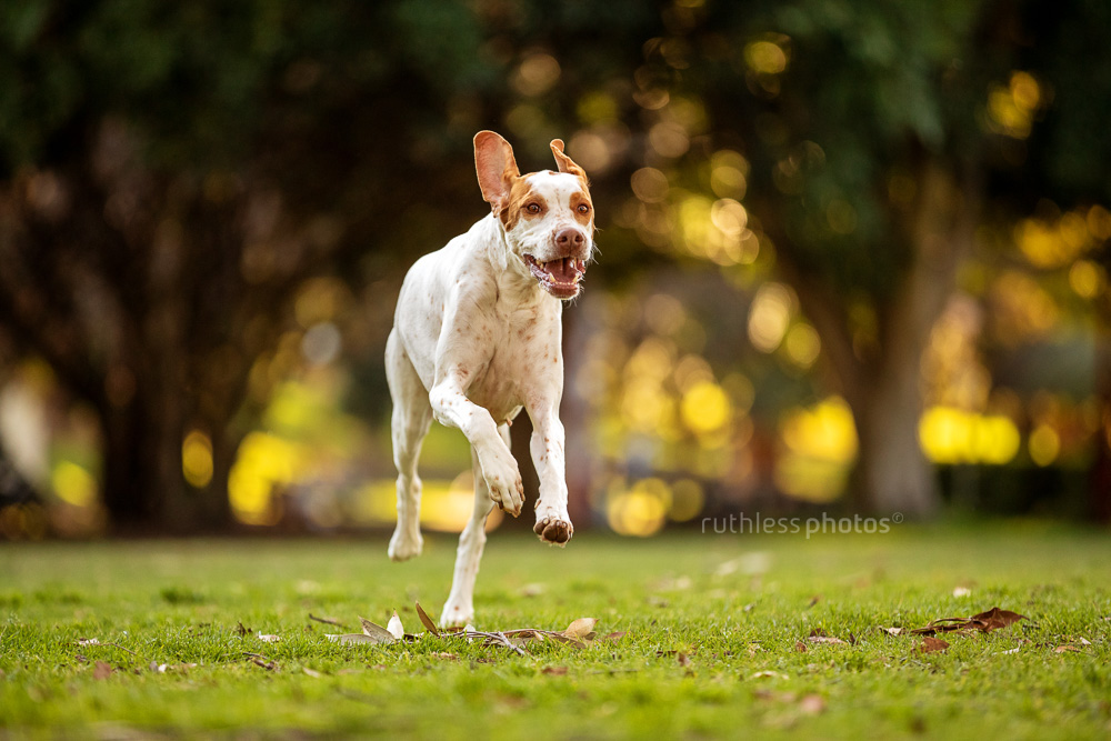 english pointer dog running in park