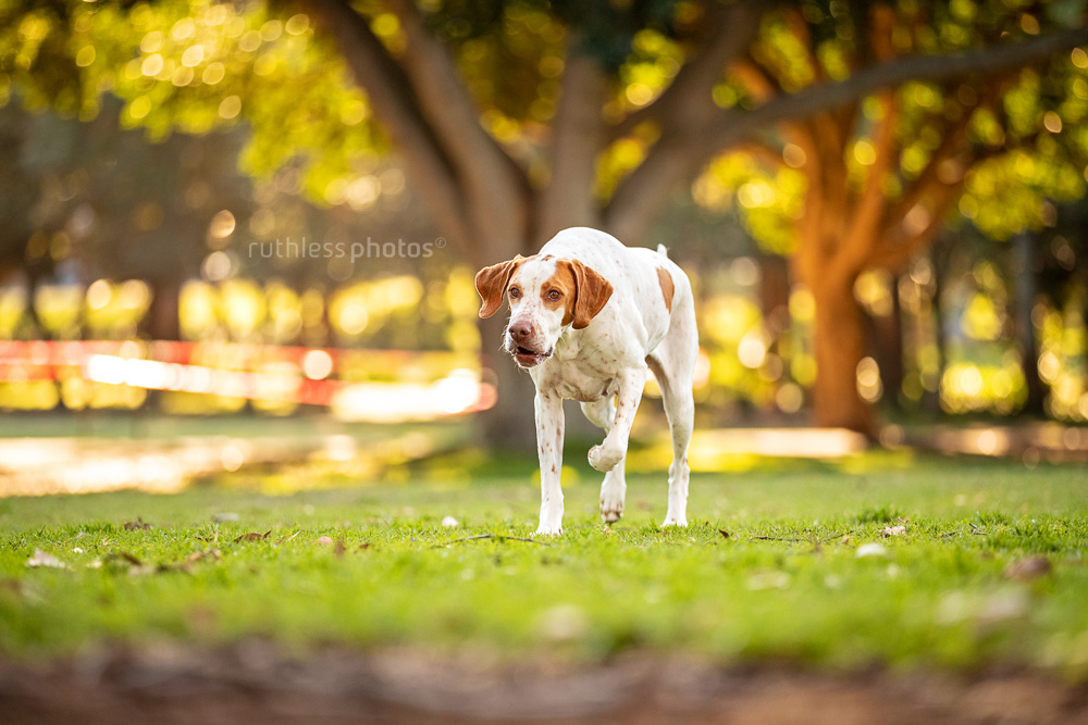 english pointer dog running in park