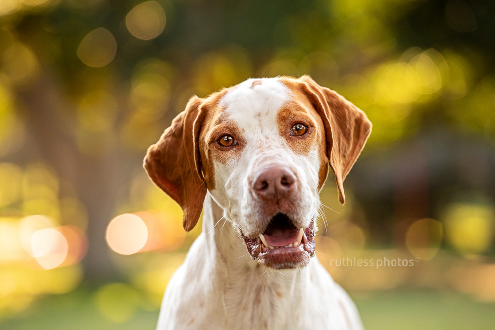 english pointer dog in park happy smiling headshot