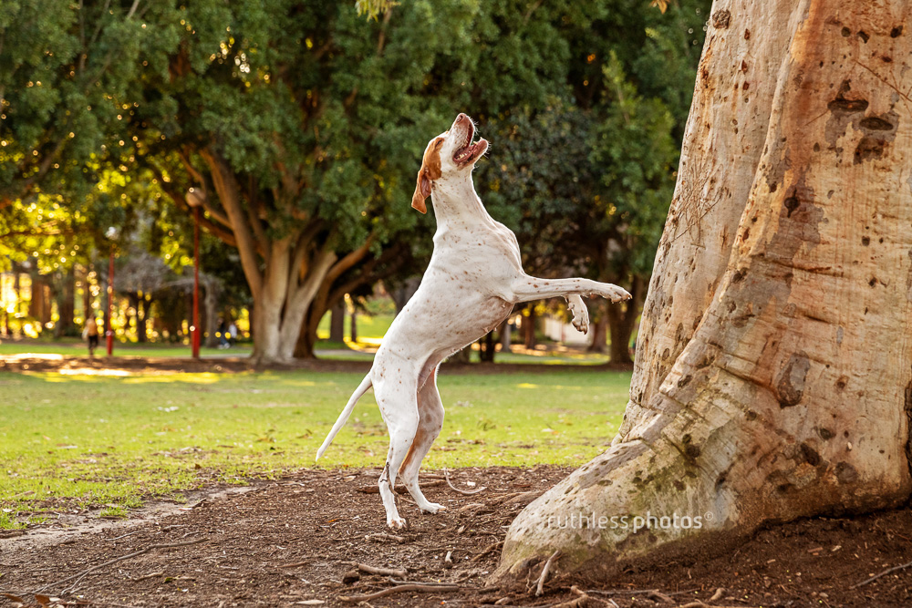 english pointer dog climbing tree