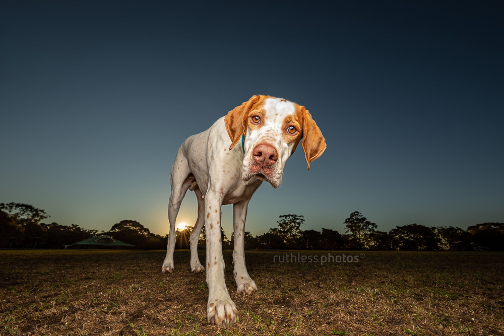 english pointer dog wide angle at sunset