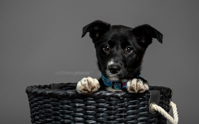 Adopt Me 04.19 – Rescue Dog Photos