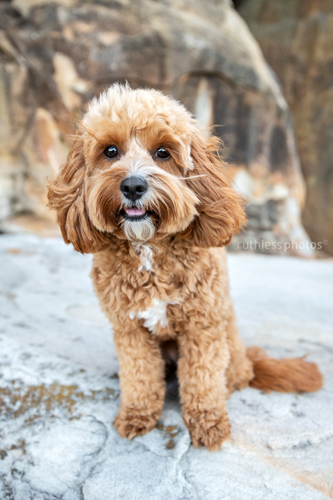toy cavoodle puppies