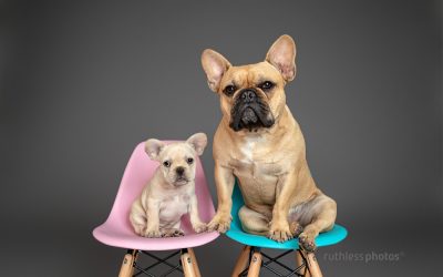 The Blumenthals – Sydney Dog Photography