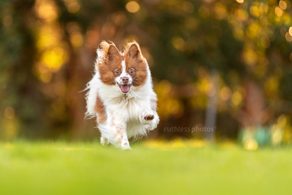 little spitz dog running at the park