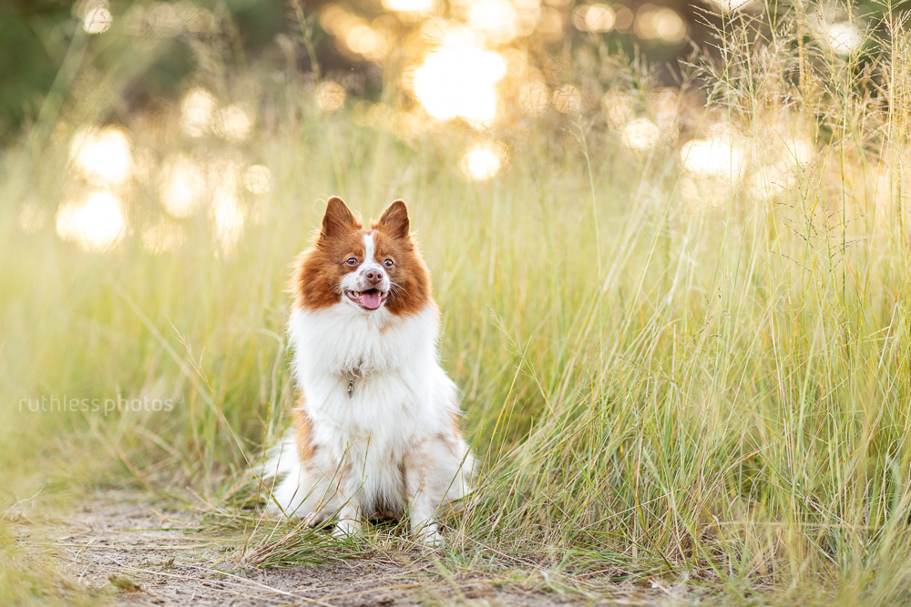 little red and white dog in long grass at golden hour sitting