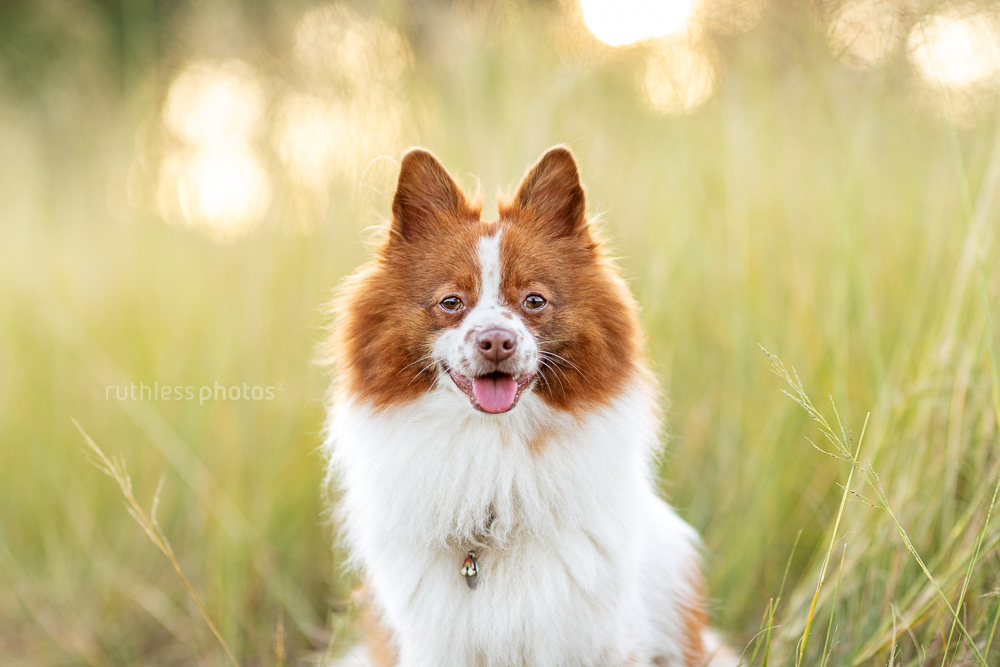 little red and white dog in long grass at golden hour headshot