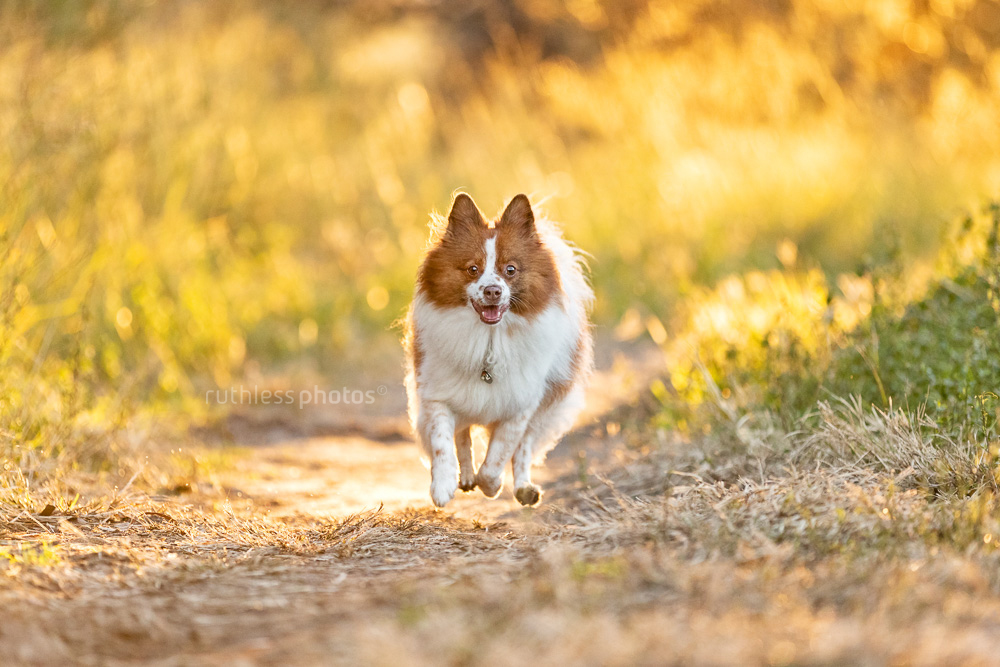 little spitz dog running towards the camera at the park backlit