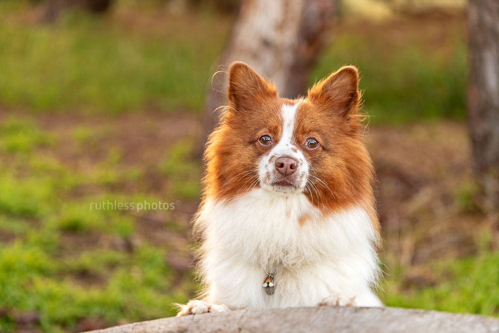 little spitz dog against tree stump