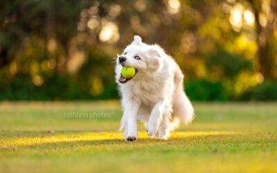 Testing Some New Gear – Sydney Pet Photography