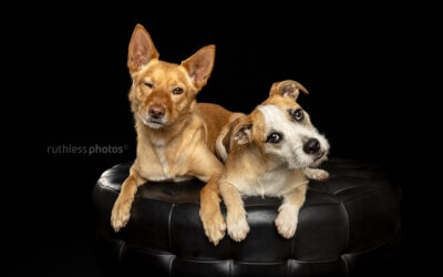 Charlie and Willow – Sydney Studio Dog Photos