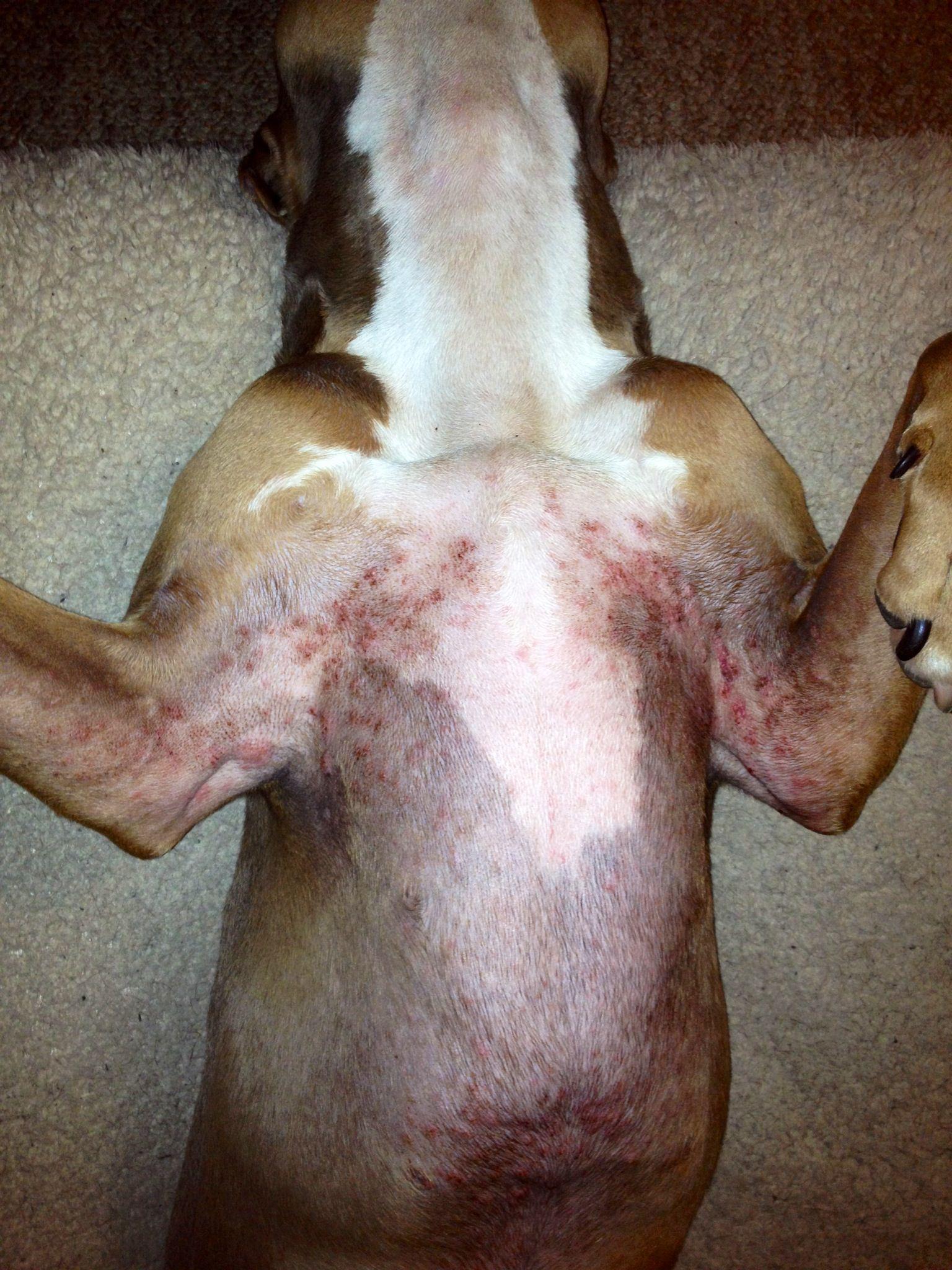 what to do for a dog that has hives