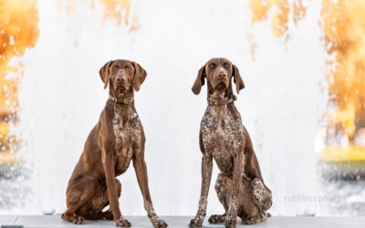 Frankie & Penny – Canberra Pet Photographer