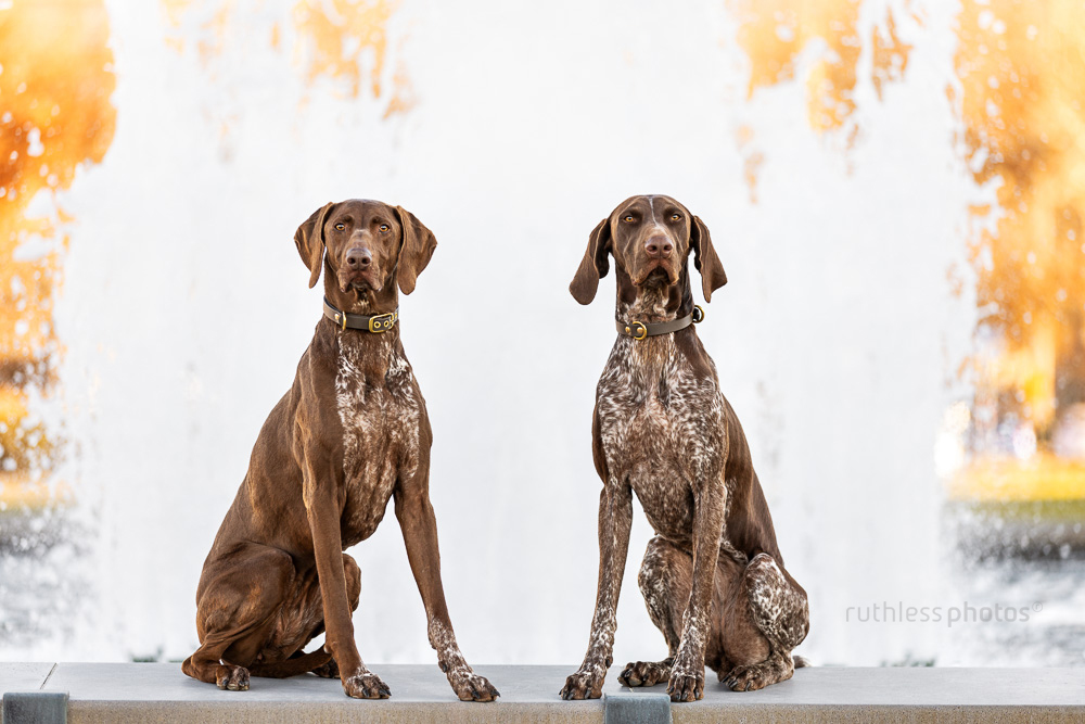 Frankie & Penny – Canberra Pet Photographer