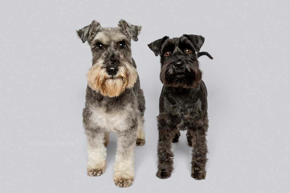 Oskar & Evie – Sydney Dog Photos