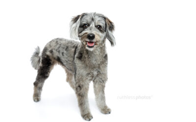 Lulu – Sydney Professional Studio Pet Photography