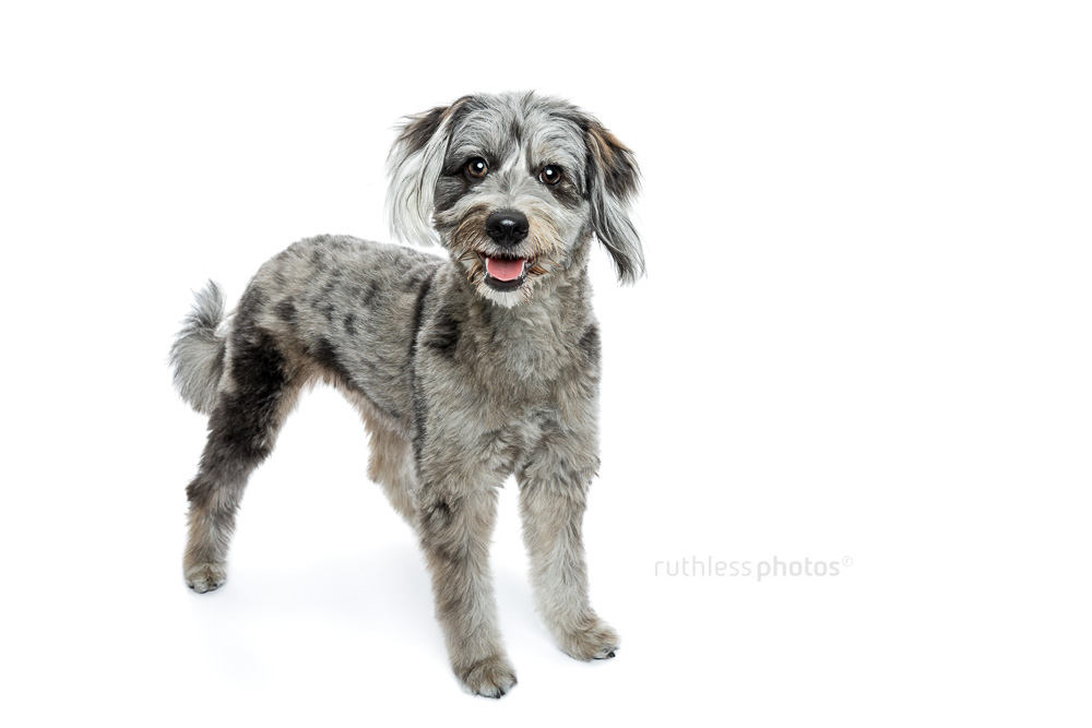 Lulu – Sydney Professional Studio Pet Photography